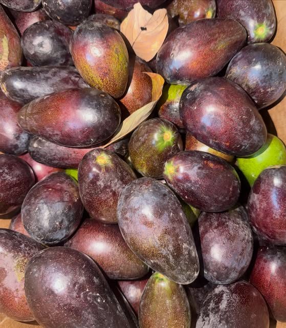 Mexican Criollo edible-skin avocados