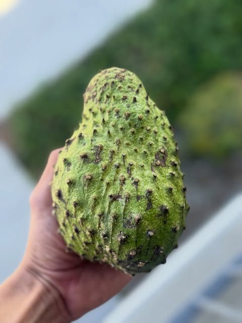 A ripe soursop held in hand